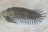 Four Trilobite Species In Association - Jorf, Morocco #138935-3